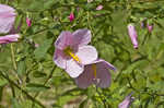 Virginia saltmarsh mallow